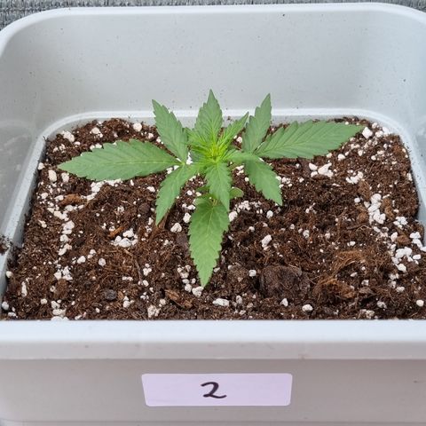 2 sweet zz - 16 abril growlog timeline photo