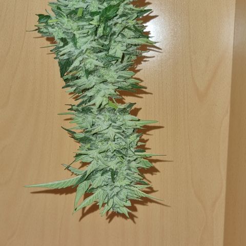 Royal Cookies  - 1 marzo growlog photo: Día de cosecha