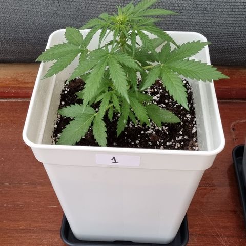 1 sweet zz - 16 abril growlog timeline photo