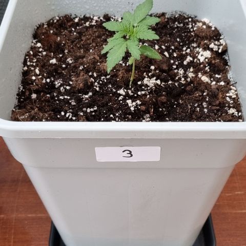 3 sweet zz - 16 abril growlog timeline photo
