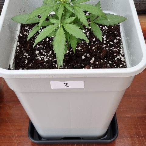2 sweet zz - 16 abril growlog timeline photo