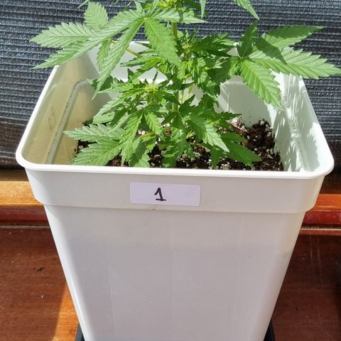 1 sweet zz - 16 abril growlog timeline photo