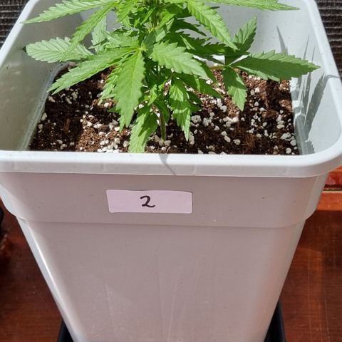 2 sweet zz - 16 abril growlog timeline photo