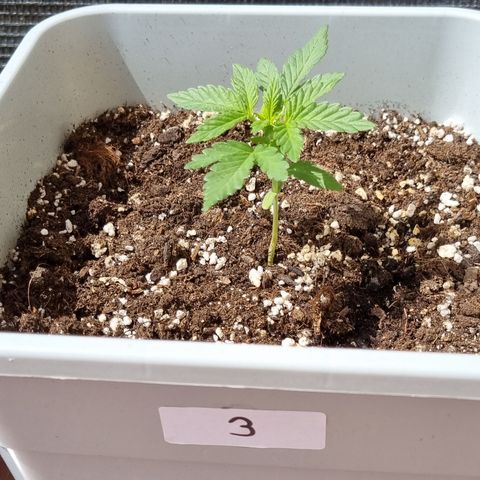 3 sweet zz - 16 abril growlog timeline photo