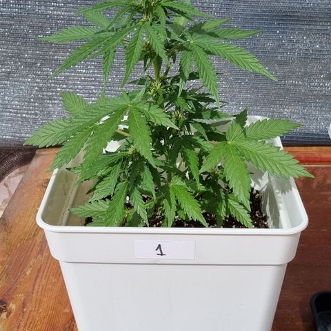 1 sweet zz - 16 abril growlog timeline photo