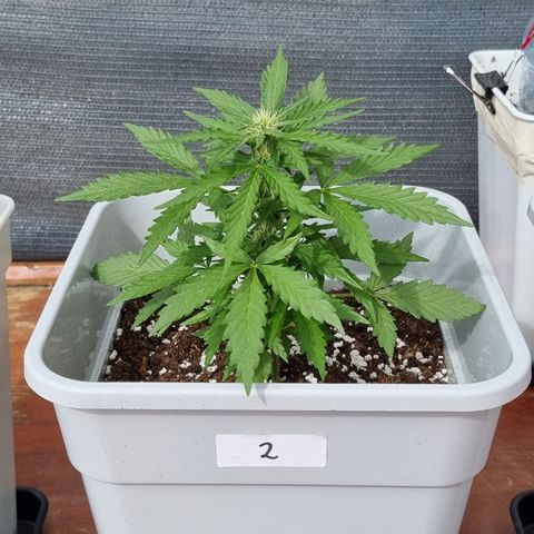2 sweet zz - 16 abril growlog timeline photo
