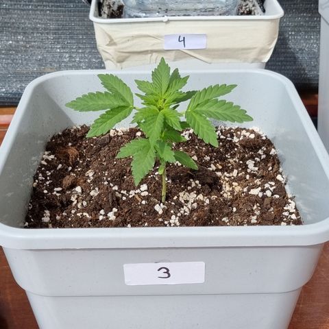 3 sweet zz - 16 abril growlog timeline photo
