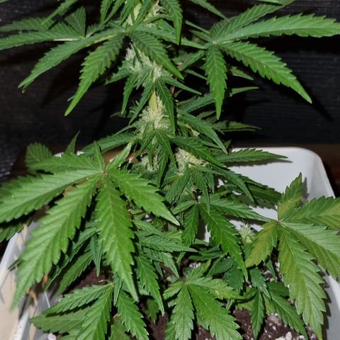 1 sweet zz - 16 abril growlog timeline photo
