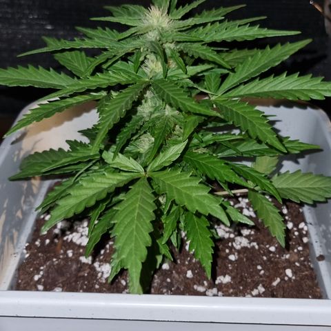 2 sweet zz - 16 abril growlog timeline photo