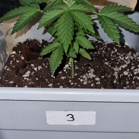 3 sweet zz - 16 abril growlog timeline photo