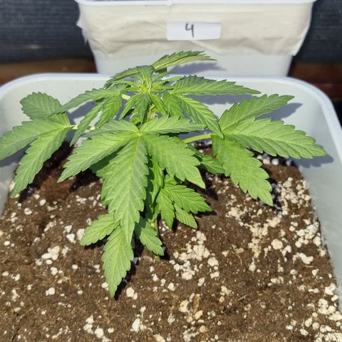 3 sweet zz - 16 abril growlog timeline photo
