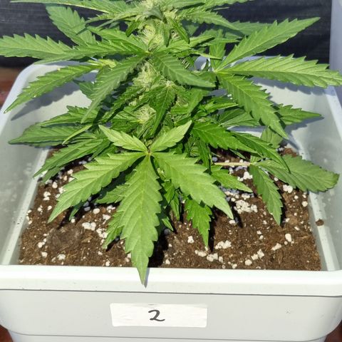 2 sweet zz - 16 abril growlog timeline photo