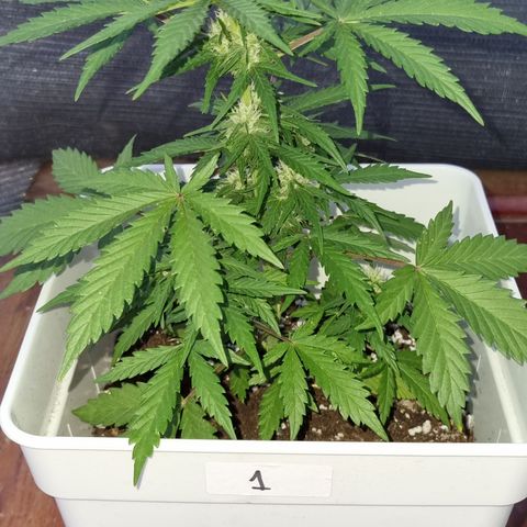 1 sweet zz - 16 abril growlog timeline photo