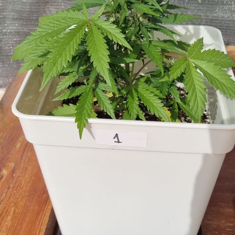 1 sweet zz - 16 abril growlog timeline photo