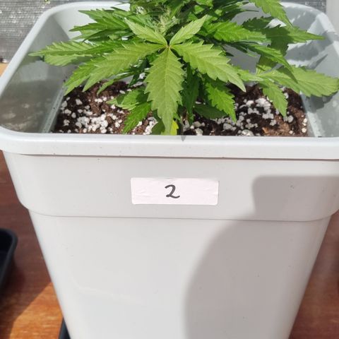 2 sweet zz - 16 abril growlog timeline photo