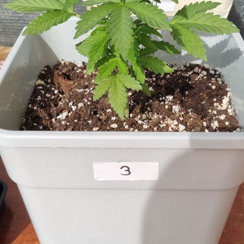 3 sweet zz - 16 abril growlog timeline photo