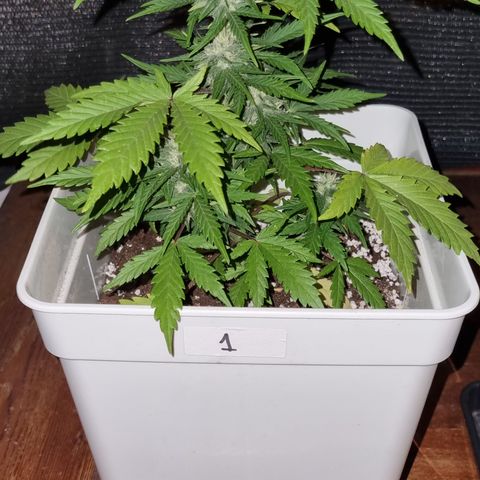 1 sweet zz - 16 abril growlog timeline photo