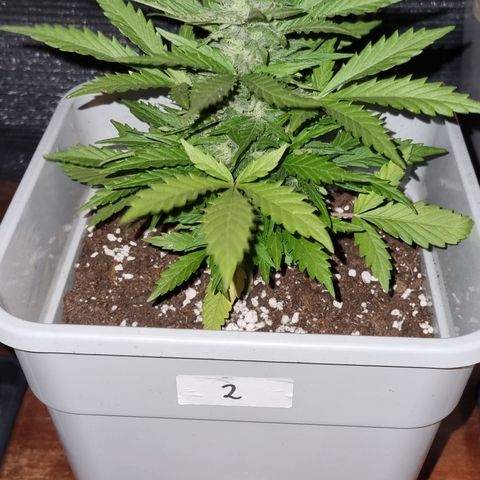 2 sweet zz - 16 abril growlog timeline photo