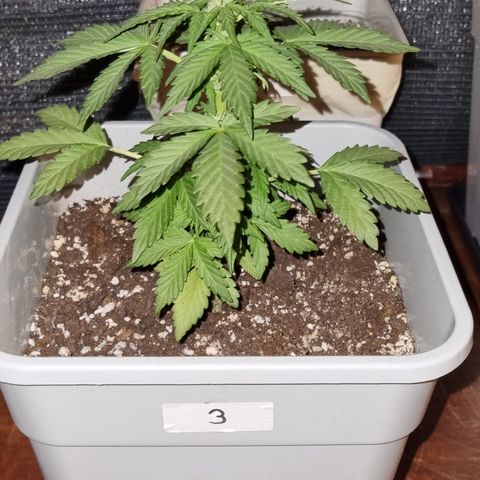 3 sweet zz - 16 abril growlog timeline photo