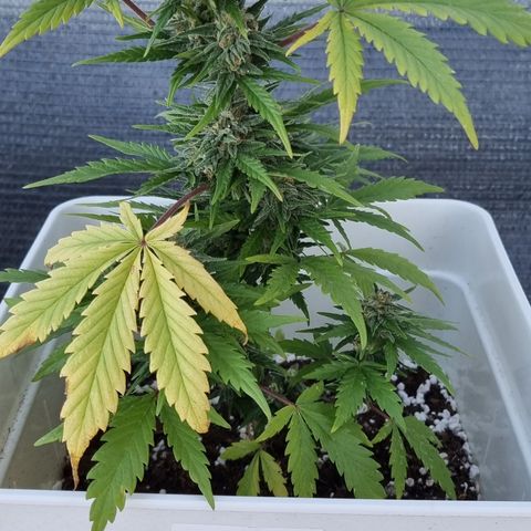 1 sweet zz - 16 abril growlog timeline photo