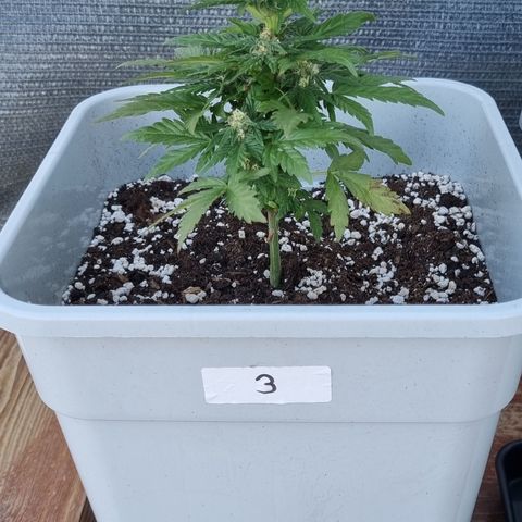 3 sweet zz - 16 abril growlog timeline photo
