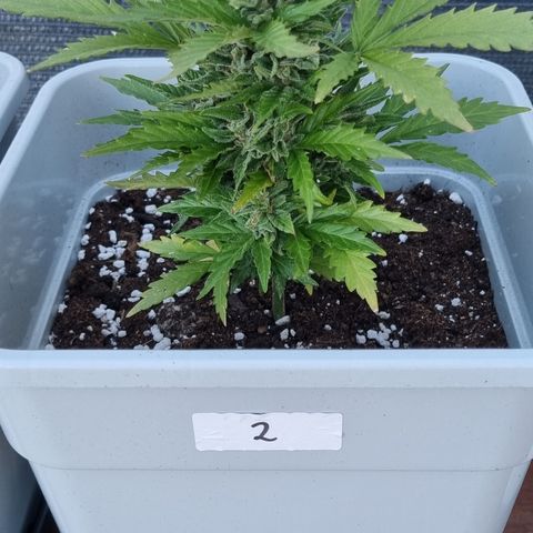 2 sweet zz - 16 abril growlog timeline photo
