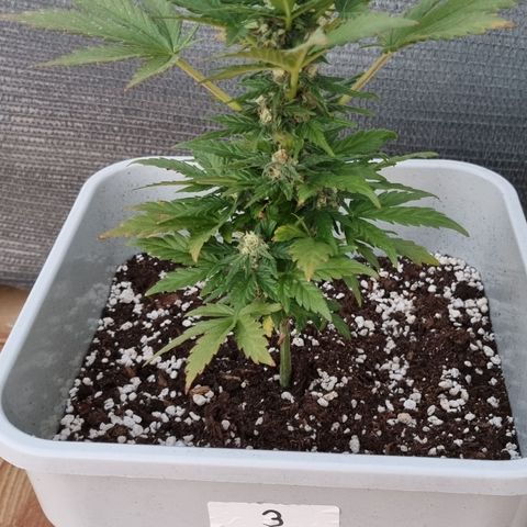 3 sweet zz - 16 abril growlog timeline photo