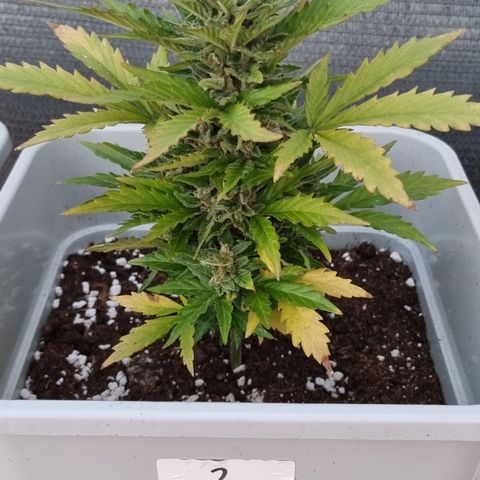 2 sweet zz - 16 abril growlog timeline photo