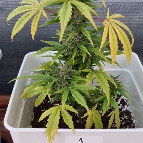 1 sweet zz - 16 abril growlog timeline photo