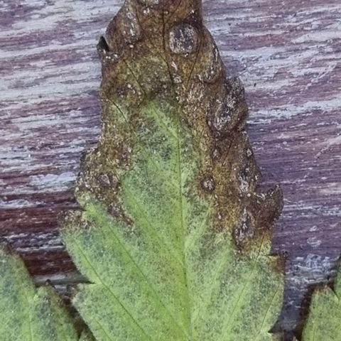 2 sweet zz - 16 abril growlog timeline photo