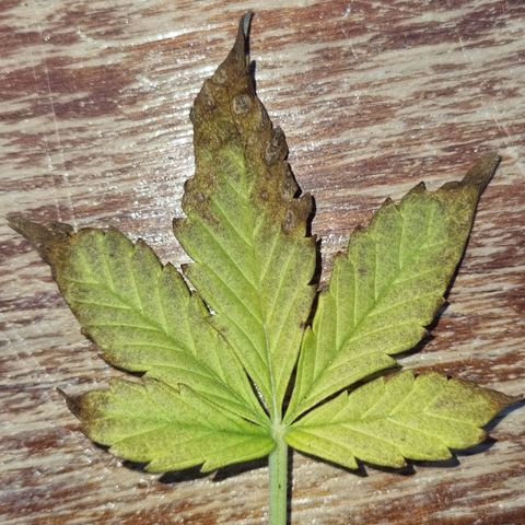 2 sweet zz - 16 abril growlog timeline photo