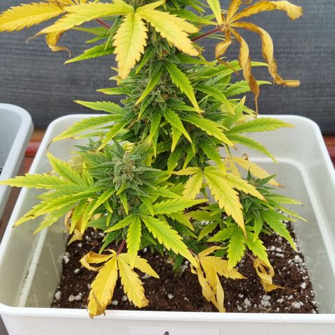 1 sweet zz - 16 abril growlog timeline photo
