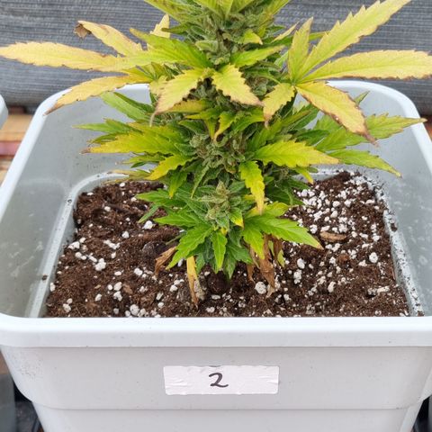 2 sweet zz - 16 abril growlog timeline photo