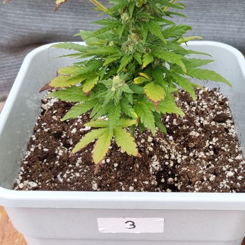 3 sweet zz - 16 abril growlog timeline photo