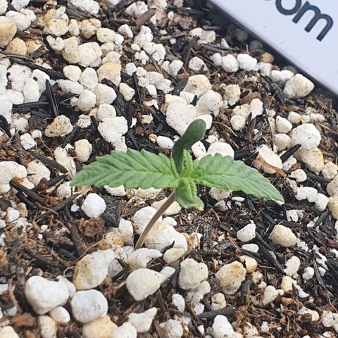 Cinderella 99  growlog timeline photo