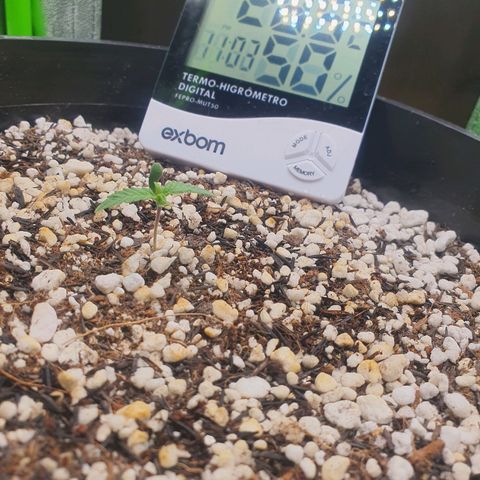 Cinderella 99  growlog timeline photo