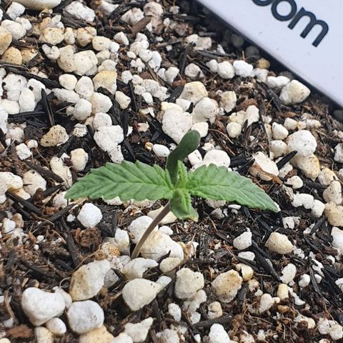 Cinderella 99  growlog timeline photo