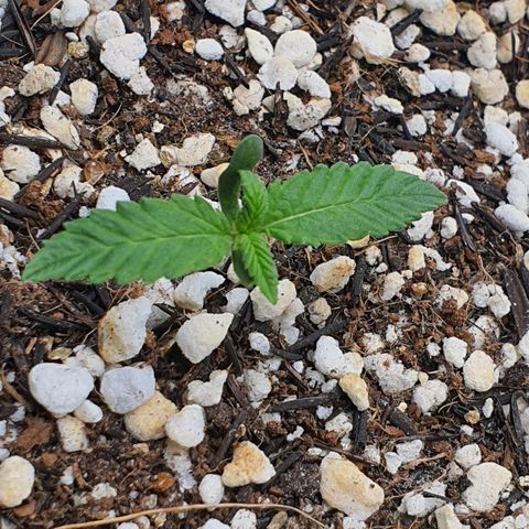 Cinderella 99  growlog timeline photo