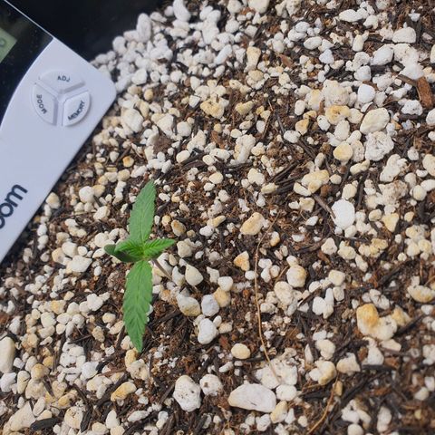 Cinderella 99  growlog timeline photo