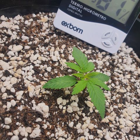 Cinderella 99  growlog timeline photo