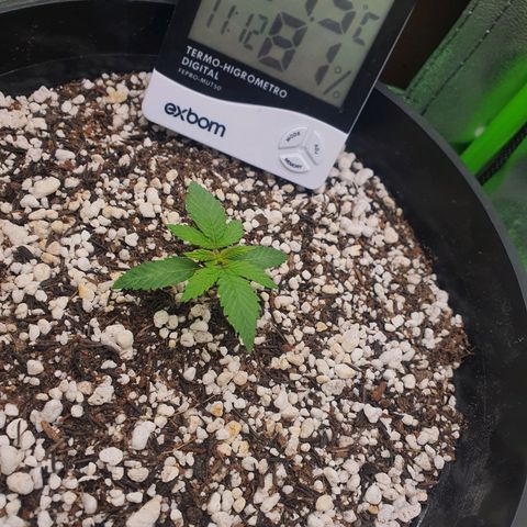Cinderella 99  growlog timeline photo