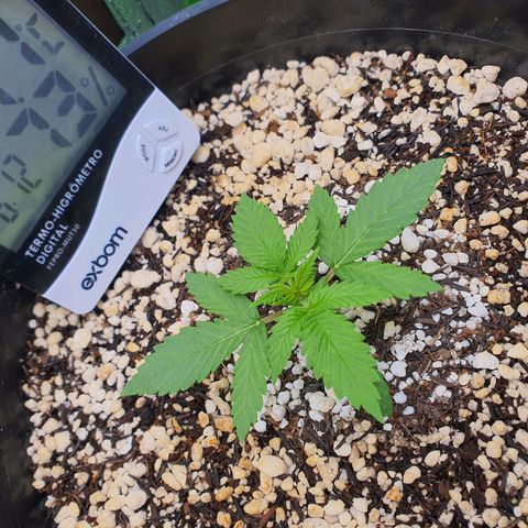 Cinderella 99  growlog timeline photo