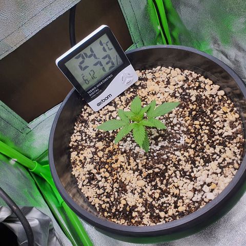 Cinderella 99  growlog timeline photo