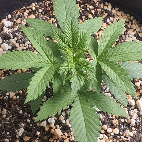 Cinderella 99  growlog timeline photo