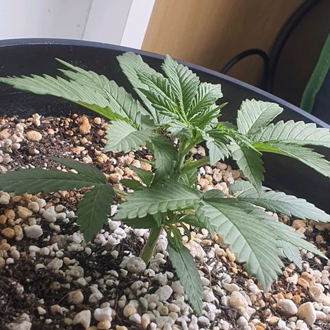Cinderella 99  growlog timeline photo