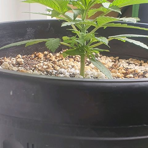 Cinderella 99  growlog timeline photo