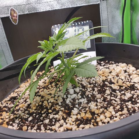 Cinderella 99  growlog timeline photo