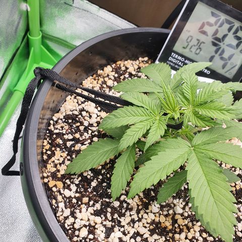 Cinderella 99  growlog timeline photo