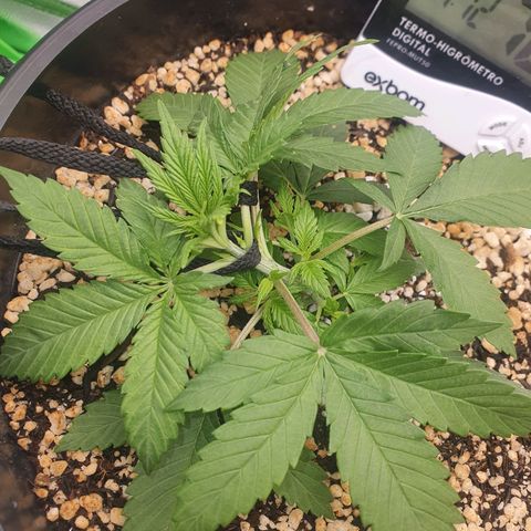 Cinderella 99  growlog timeline photo