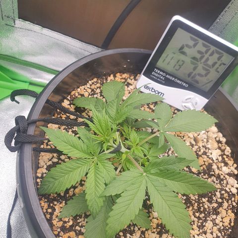 Cinderella 99  growlog timeline photo
